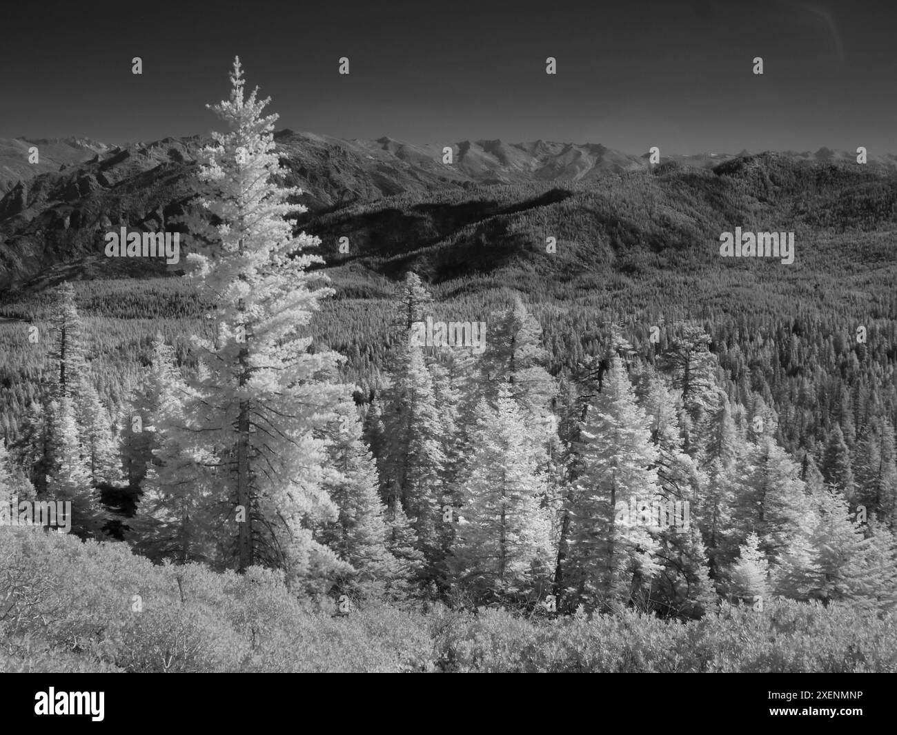 Per lo più abeti rossi, montagne della Sierra Nevada vicino a Sierraville, ad ovest del lago Tahoe, California Foto Stock