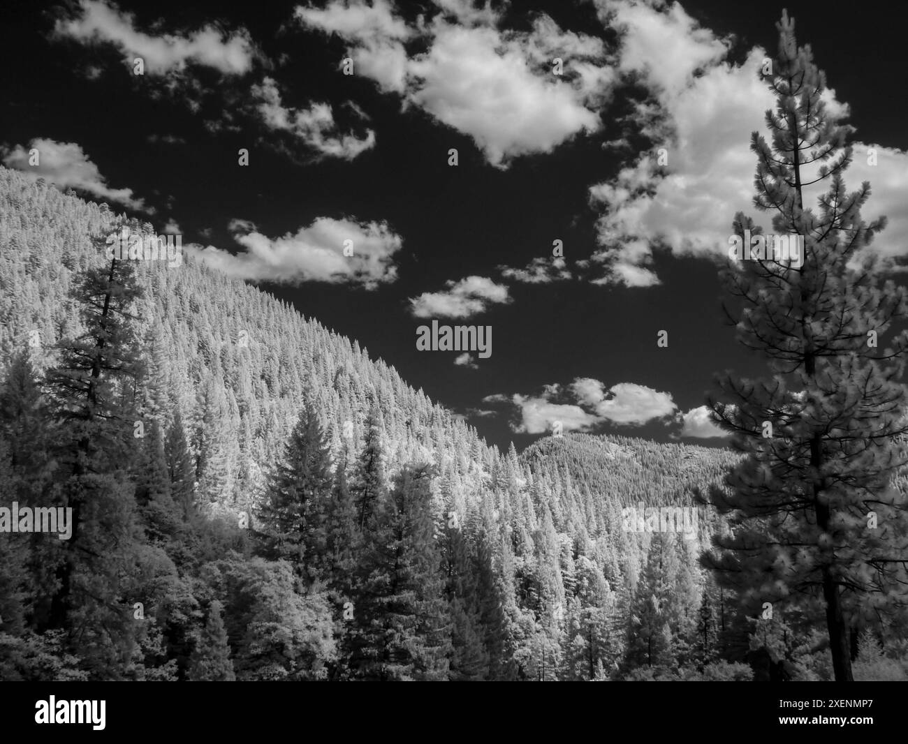 Per lo più abeti rossi, montagne della Sierra Nevada vicino a Sierraville, ad ovest del lago Tahoe, California Foto Stock