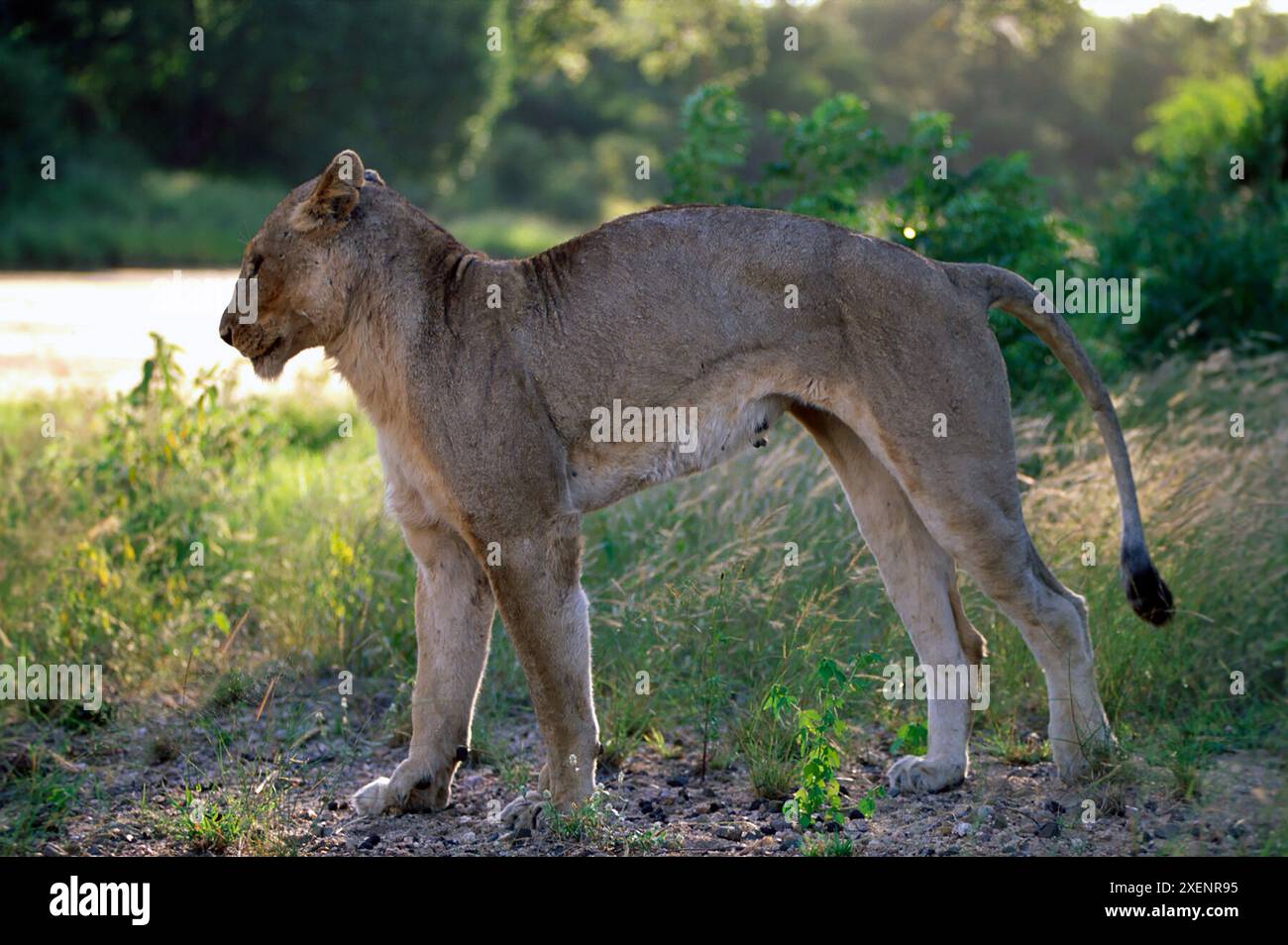 Lioness, Panthera leo, classificata come vulnerabile, allungamento, Parco nazionale di Kruger, provincia di Mpumalanga, Sudafrica Foto Stock