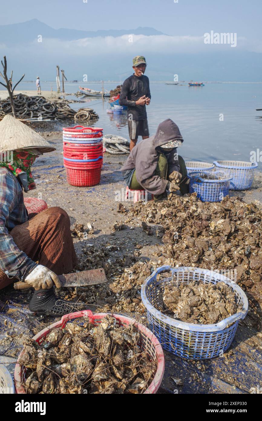 Da Nang, Vietnam - 6 febbraio 2024: Oyster Farmers sulla laguna di Lang Co, Vietnam Foto Stock