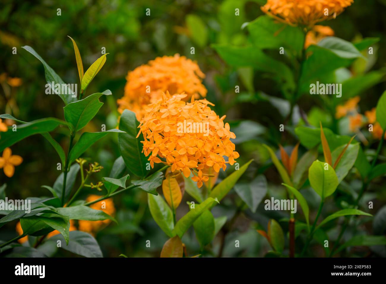 Un fiore cinese di Ixora a Penang Hill, Penang, Malesia Foto Stock