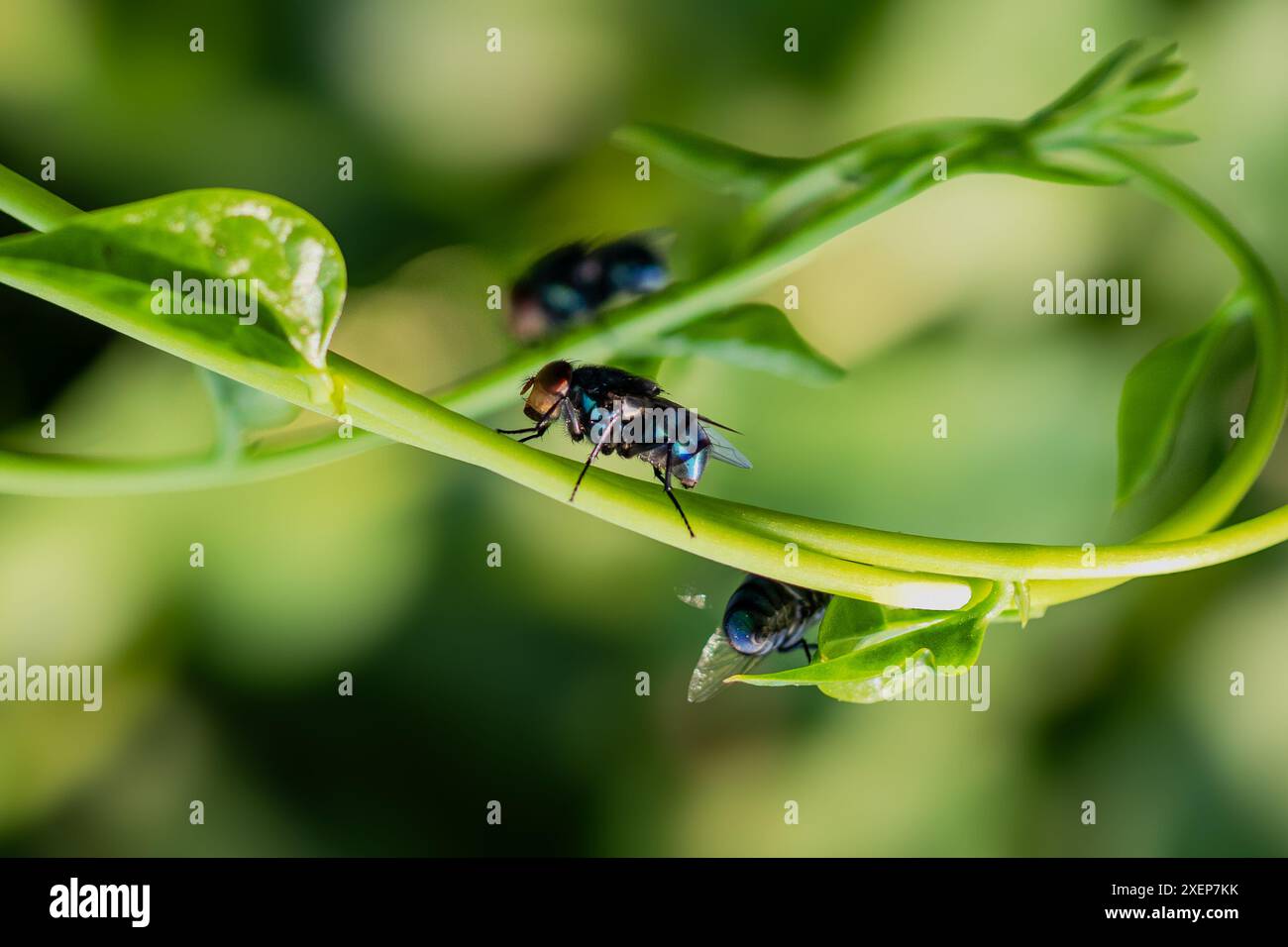 Accomodati su una foglia sullo sfondo della natura Foto Stock