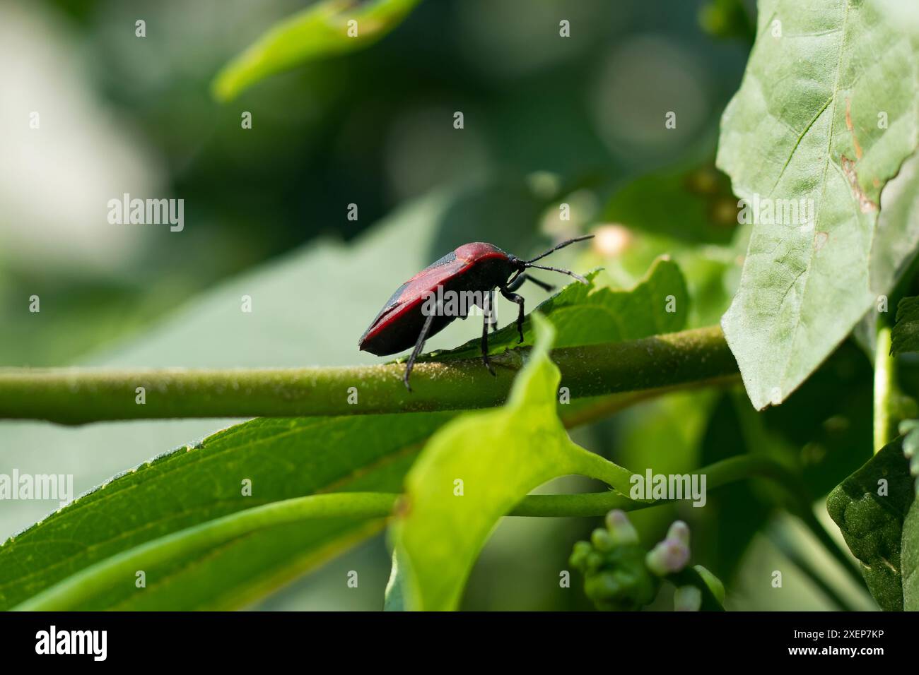 Macro di un Bug Crimson Shield su una foglia verde brillante Foto Stock