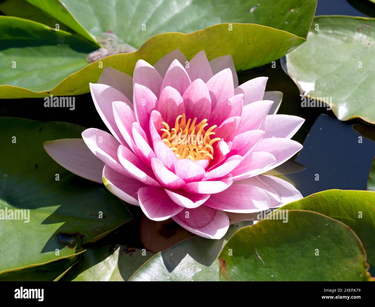 Bellissimo acquitrino rosa in uno stagno con giardino Foto Stock