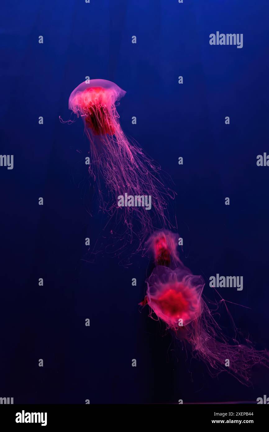 Gruppo di meduse fluorescenti che nuotano nella piscina acquaria subacquea con luce al neon rossa. Criniera del leone, Cyanea capillata, nota anche come medusa gigante, Foto Stock