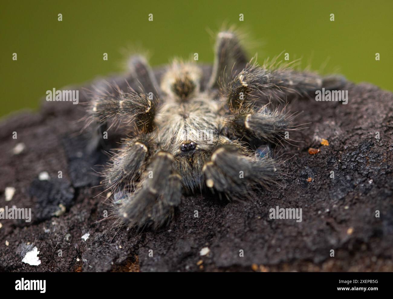 I Jumping Spider sono per lo più cacciatori liberi e i loro grandi occhi mediani consentono loro di avere una visione stereoscopica per colpire la loro preda Foto Stock