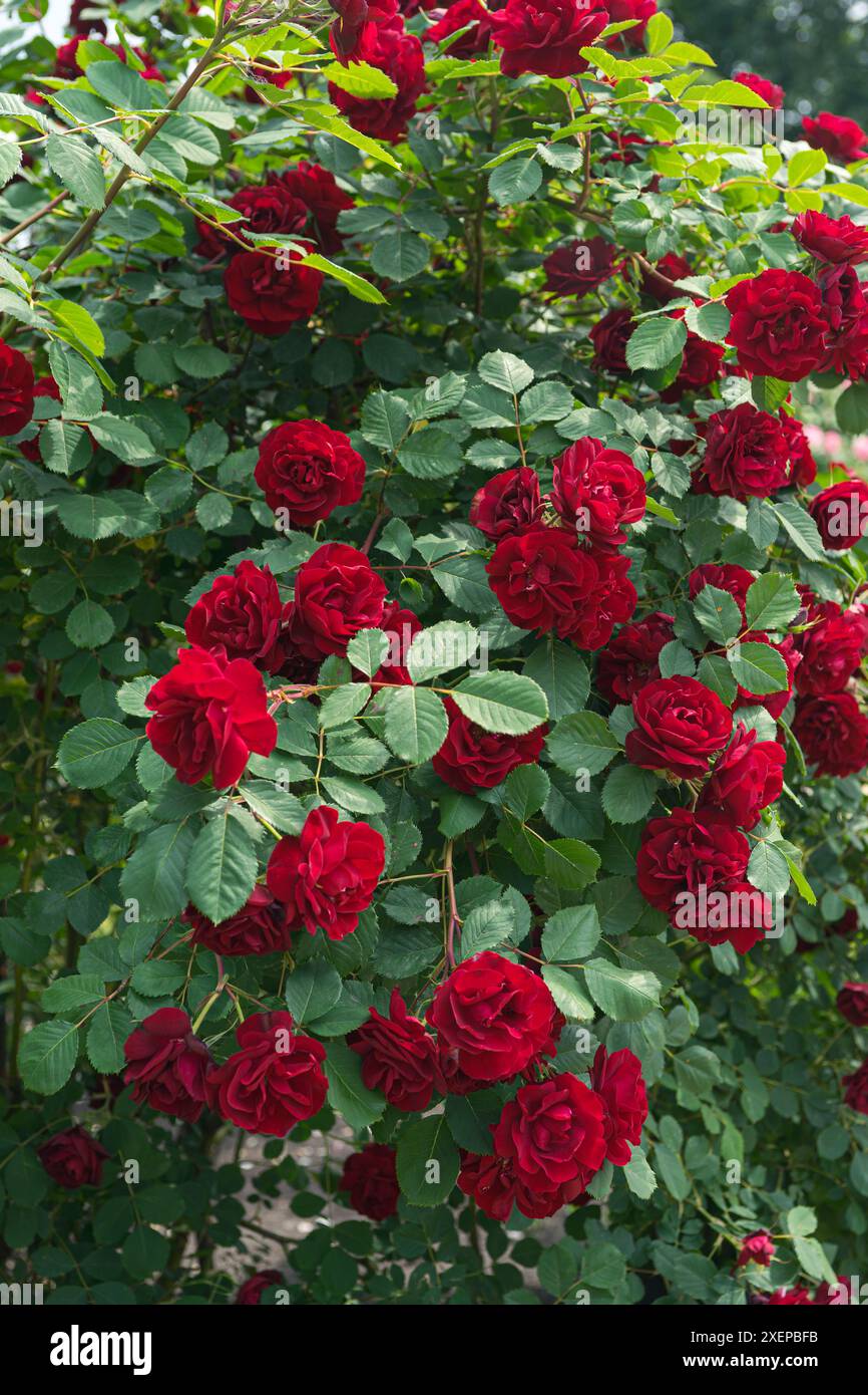 Splendido sfondo di fiori di rose rosse in fiore. Cespuglio di rose nel giardino o nel parco, all'aperto nelle giornate di sole. Allevamento e coltivazione di rose, giardinaggio, paesaggio Foto Stock