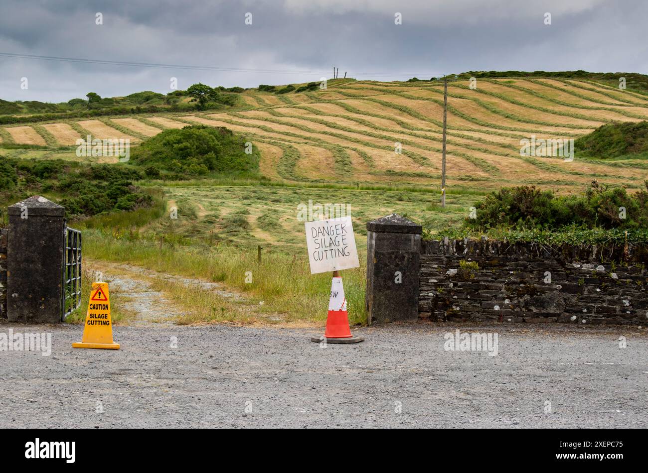 Taglio dell'insilato nel campo agricolo Foto Stock