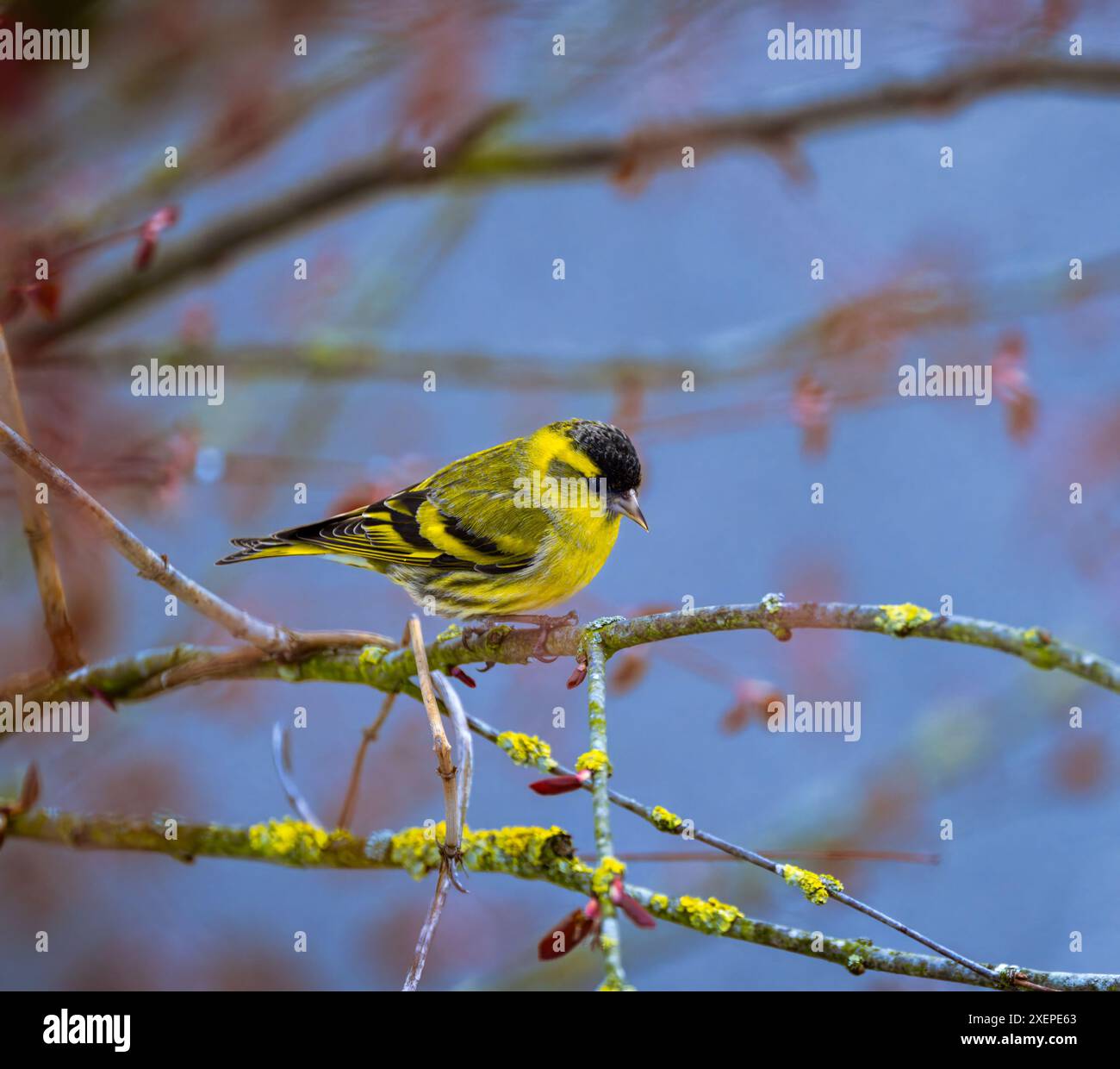 Primo piano di un orafo giallo maschio a testa nera Foto Stock