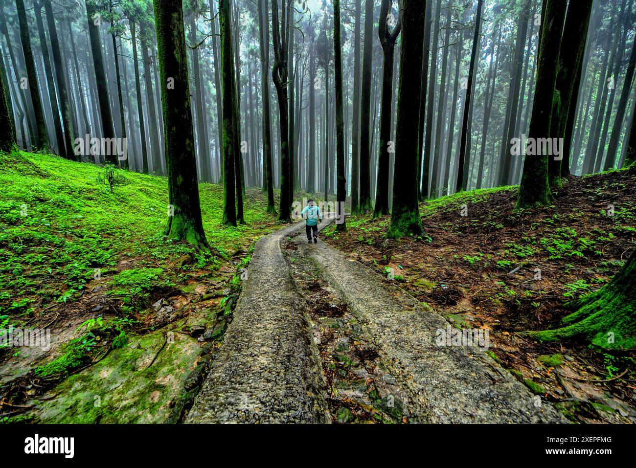 Darjeeling, India. 22 giugno 2024. Un uomo visto entrare in una foresta di pini a Lepchajagat. Lepchajagat è un piccolo villaggio nella foresta ad un'altitudine di 6.956 piedi (cioè 2123 metri) situato a 19 km da Derjeeling situato sul percorso che collega Ghoom e Sukhiapokhari. Lepchajagat significa “rifugio della tribù Lepcha” nella lingua originale. Credito: SOPA Images Limited/Alamy Live News Foto Stock