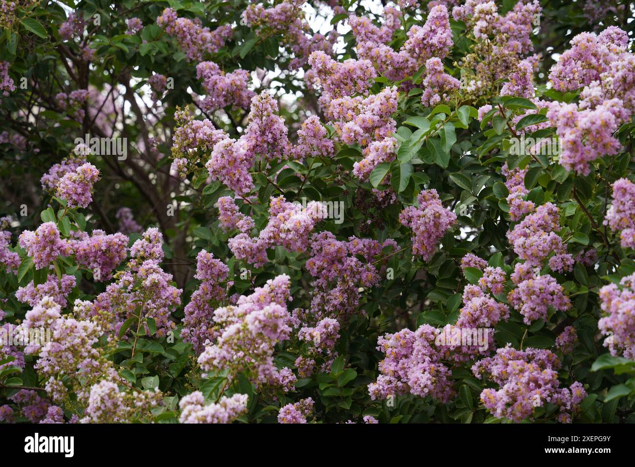 Lagerstroemia speciosa, nota anche come crepe gigante, o crepe-mirto della regina, un grande albero con fiori viola Foto Stock