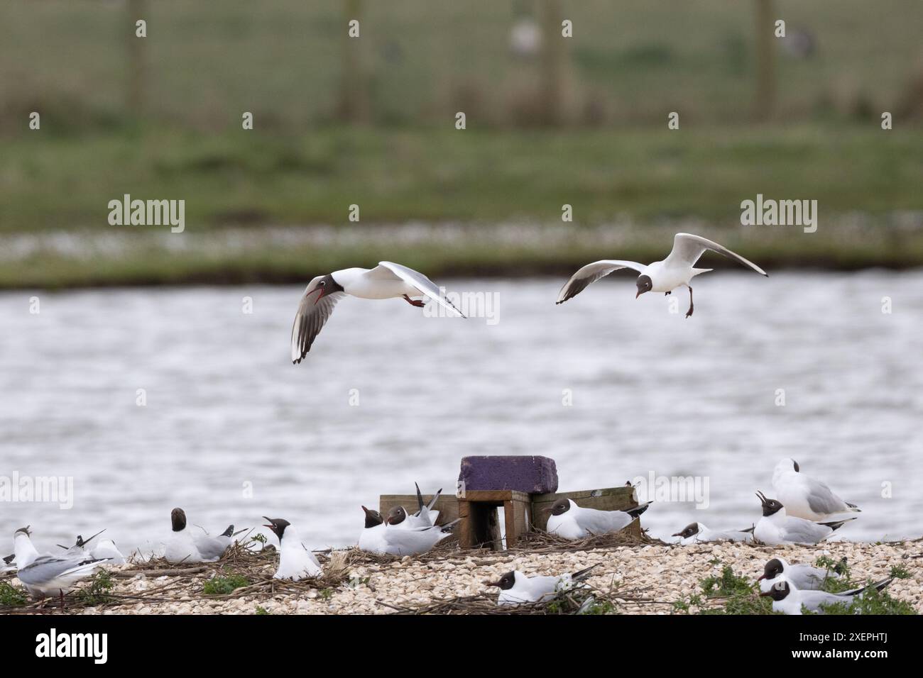 Black Headed Gulls in a Nature Reserve, Middlebrough, Teeside, North Yorkshire. Foto Stock