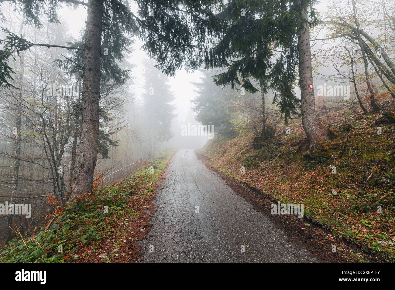 Nel bosco nebbioso, una strada autunnale conduce i viaggiatori in un tranquillo viaggio attraverso la foresta oscura, offrendo una vista tranquilla del paesaggio stagionale Foto Stock