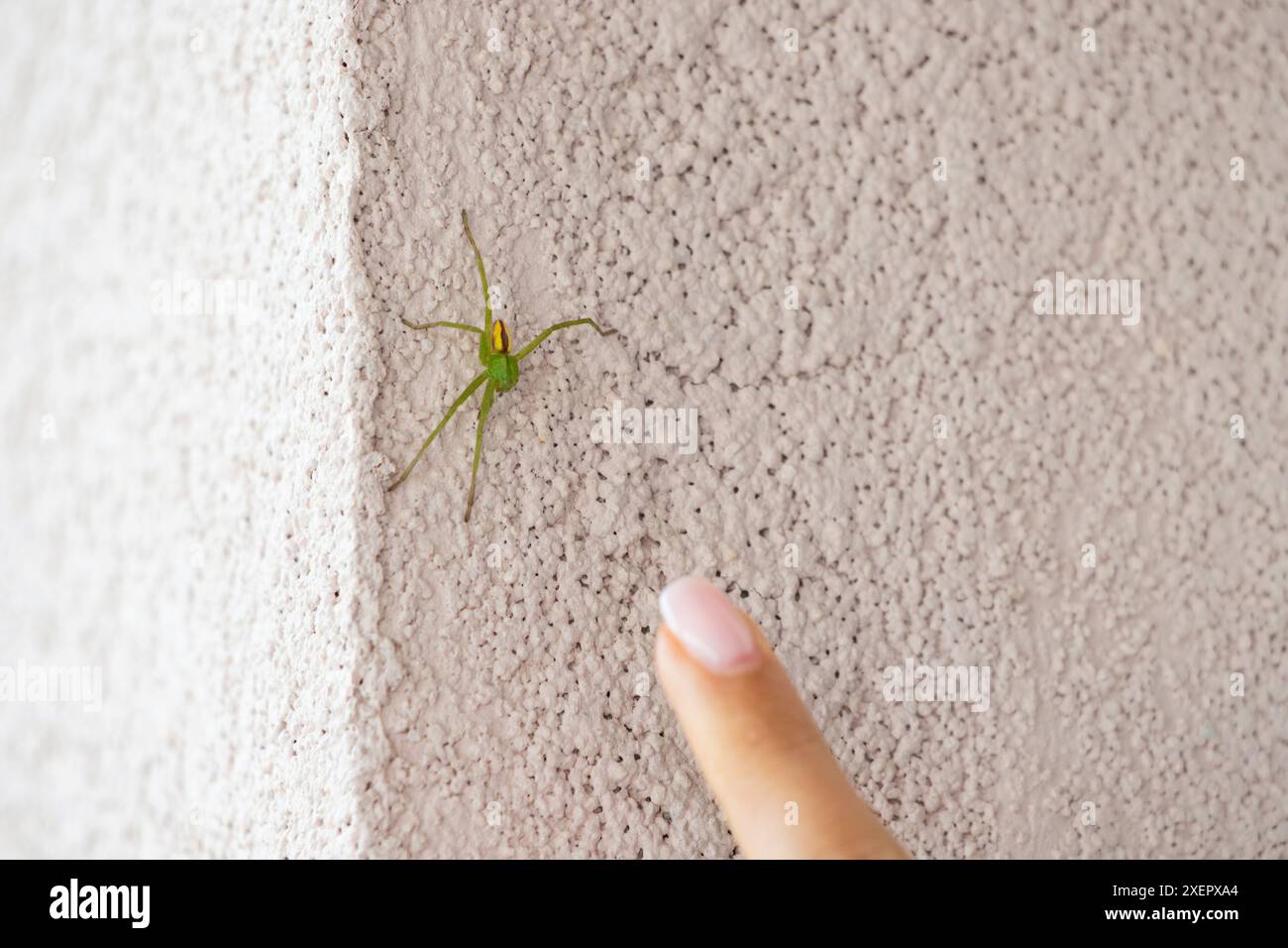 Il dito indica le specie di ragno verde che inducono paura su un muro, l'aracnofobia e il concetto di creature pericolose velenose Foto Stock