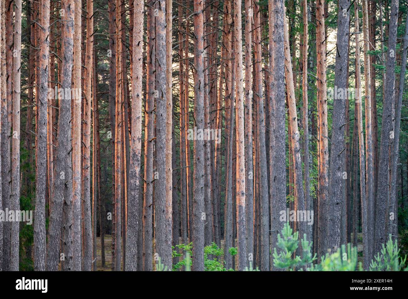 Foresta di pini. Luce del tramonto sullo sfondo. Foresta in Lituania, Europa. Bush e Moss sullo sfondo. Suset Sunbeam in background. Foto Stock