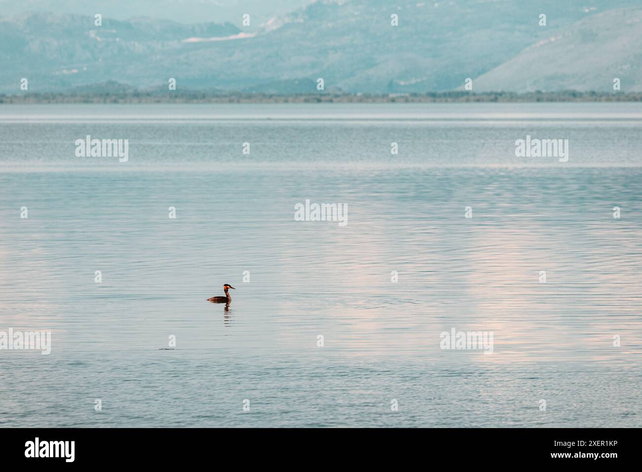Tranquillo lago al tramonto, perfetto per il birdwatching in acque tranquille. Foto Stock