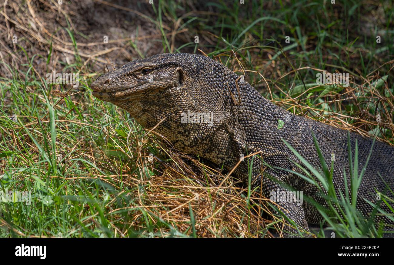 Monitor dell'acqua asiatico, Thailandia Foto Stock