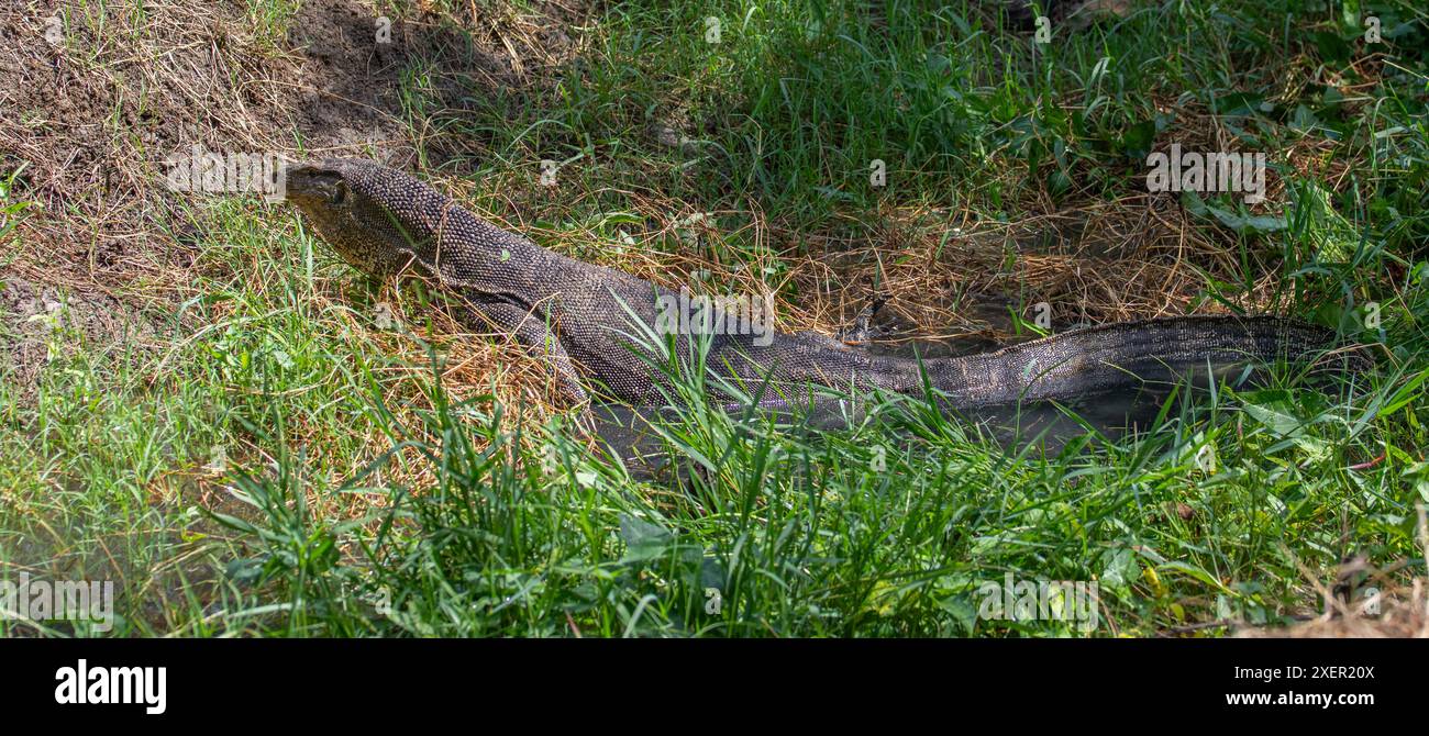 Monitor dell'acqua asiatico, Thailandia Foto Stock