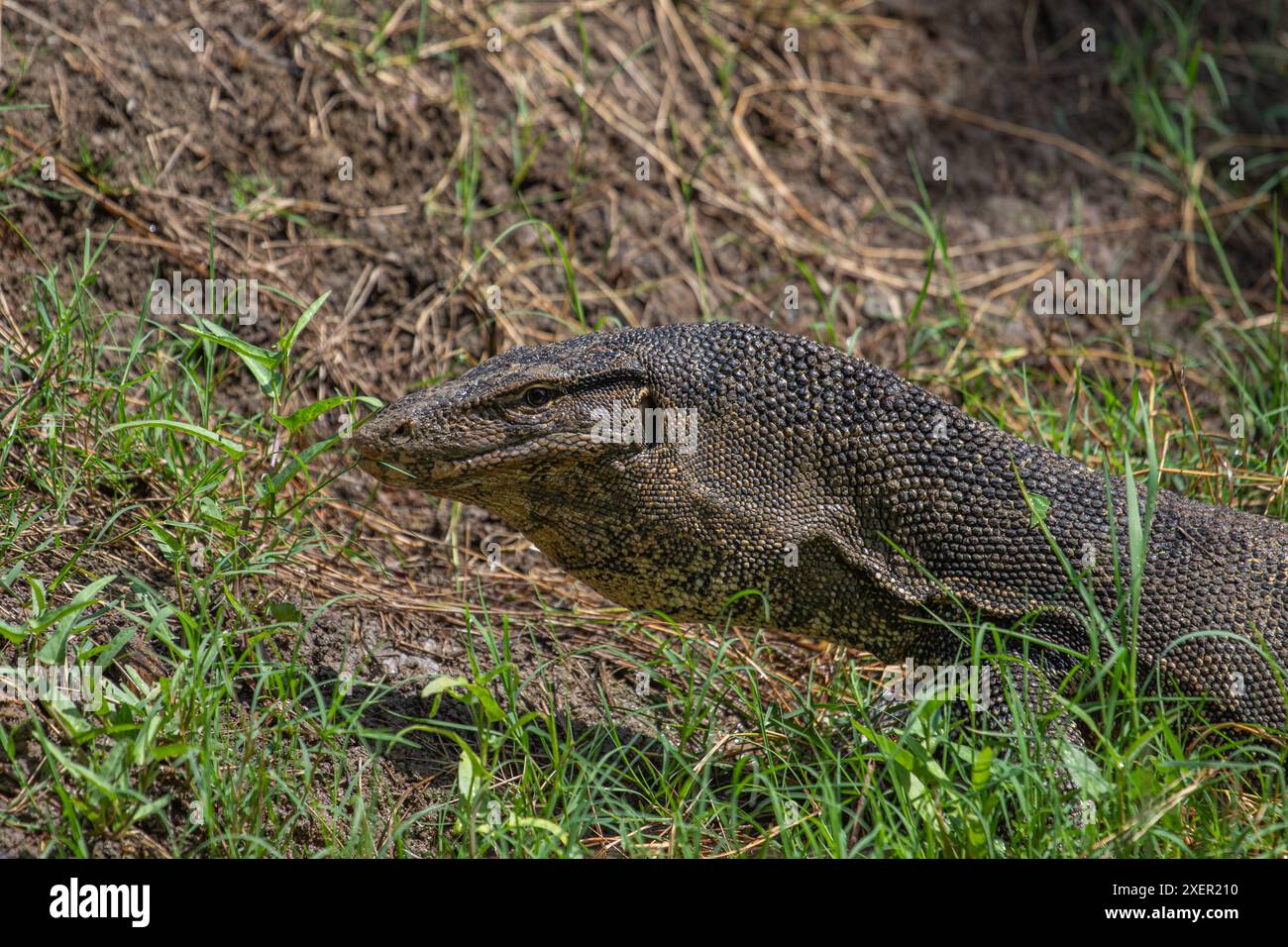 Monitor dell'acqua asiatico, Thailandia Foto Stock