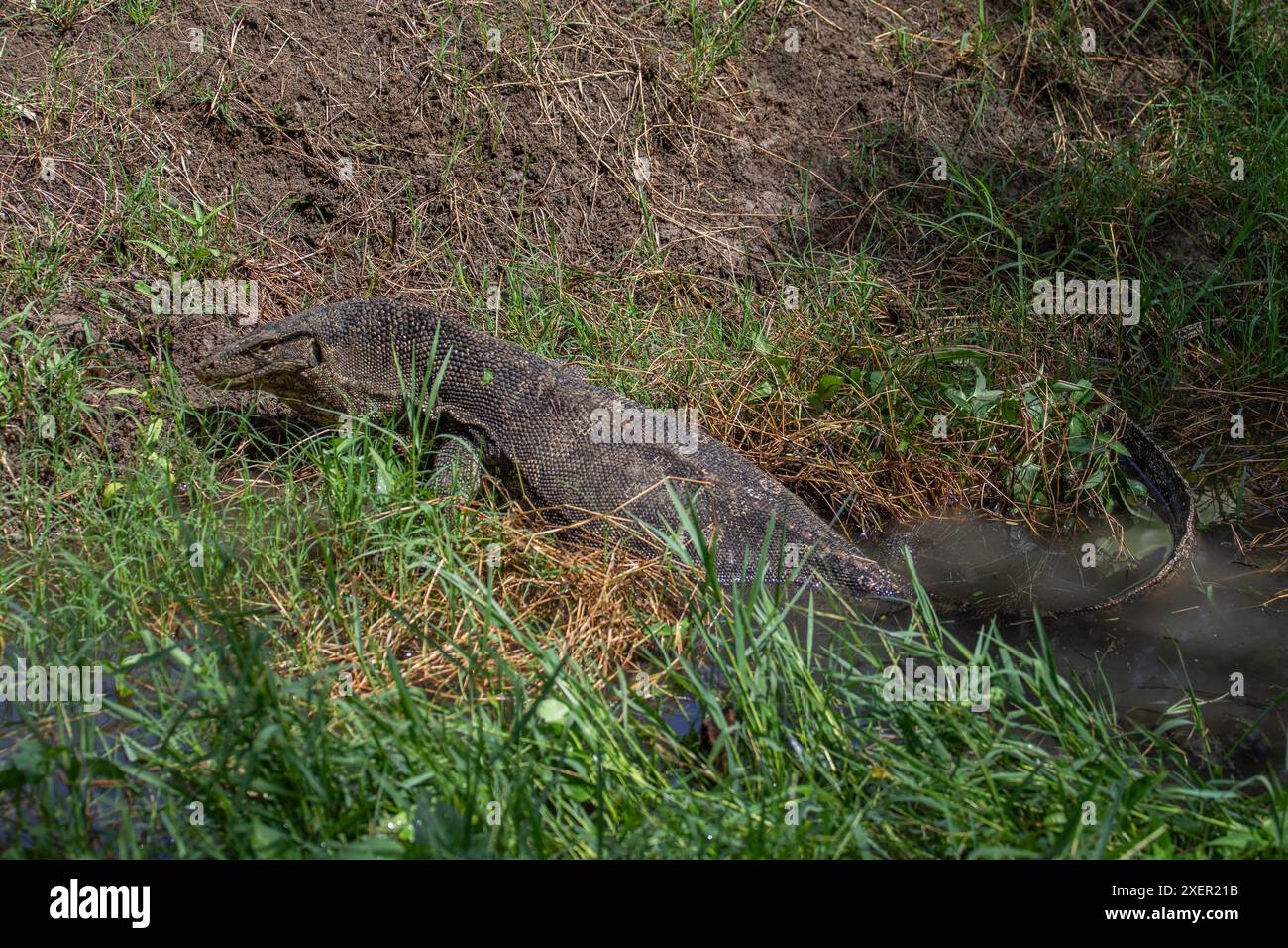 Monitor dell'acqua asiatico, Thailandia Foto Stock