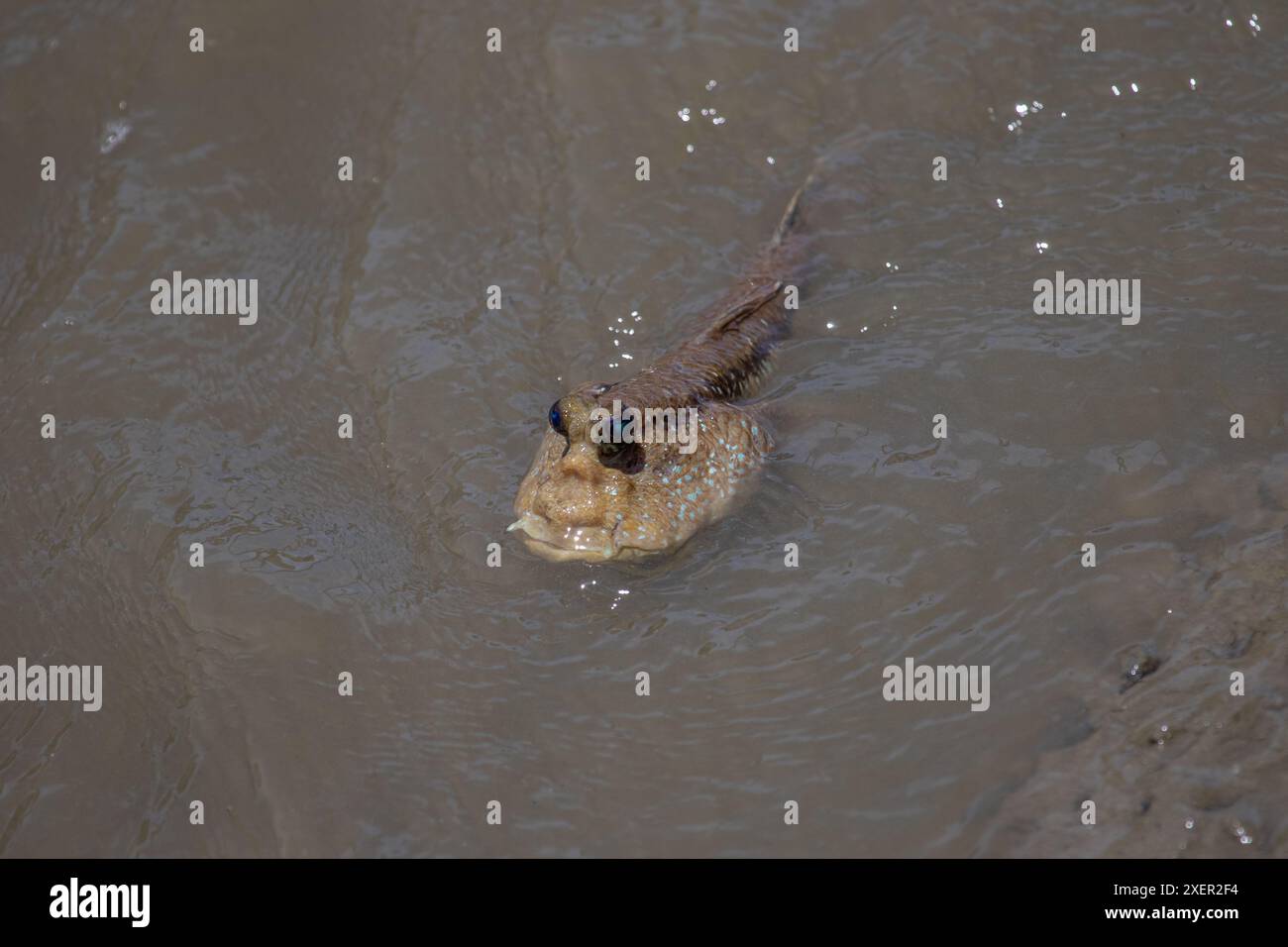 Fango-skipper, Thailandia Foto Stock