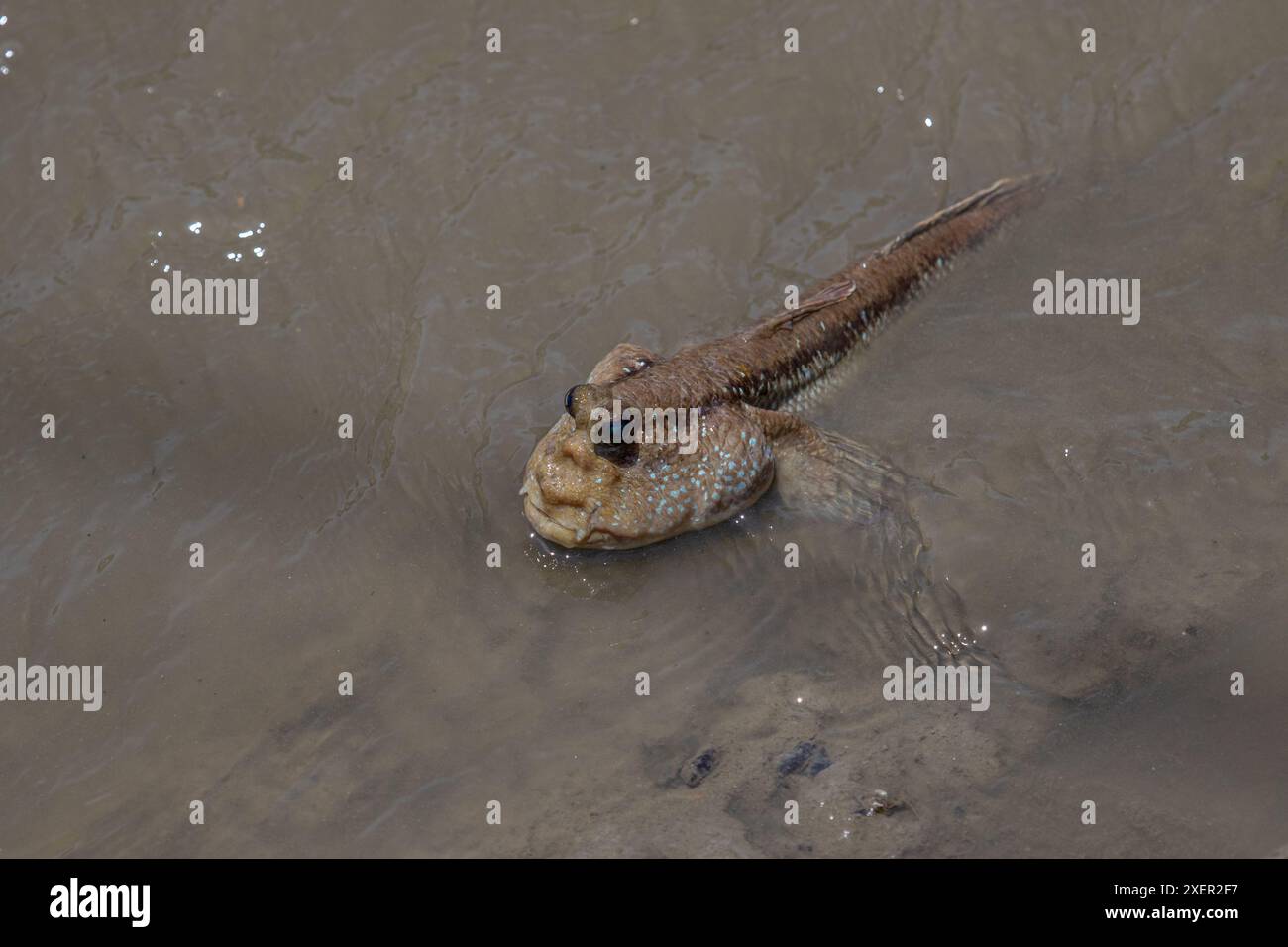 Fango-skipper, Thailandia Foto Stock