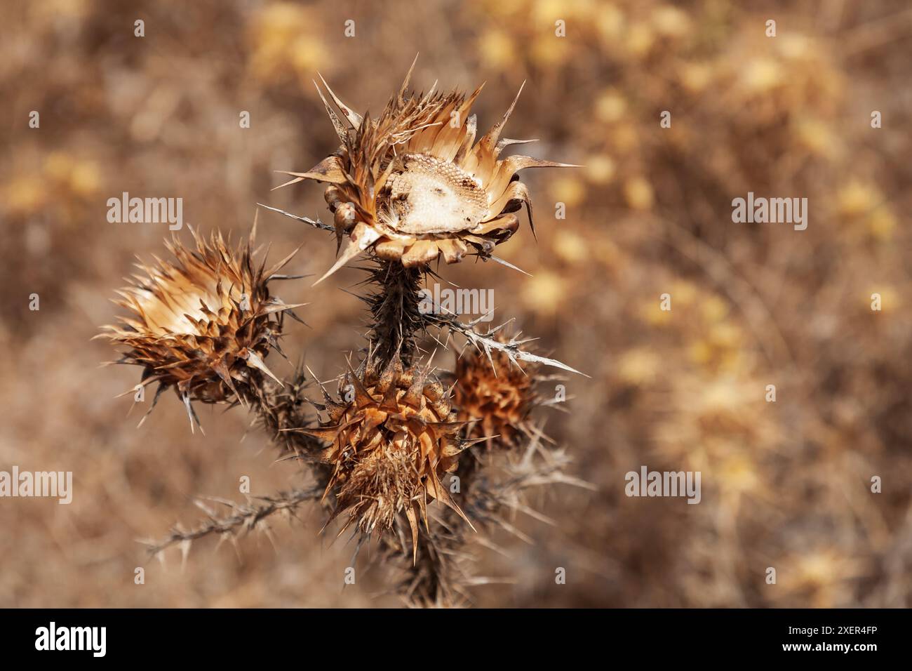 Cardo benedetto acidato Silybum marianum, Falassarna, Creta, Grecia Foto Stock