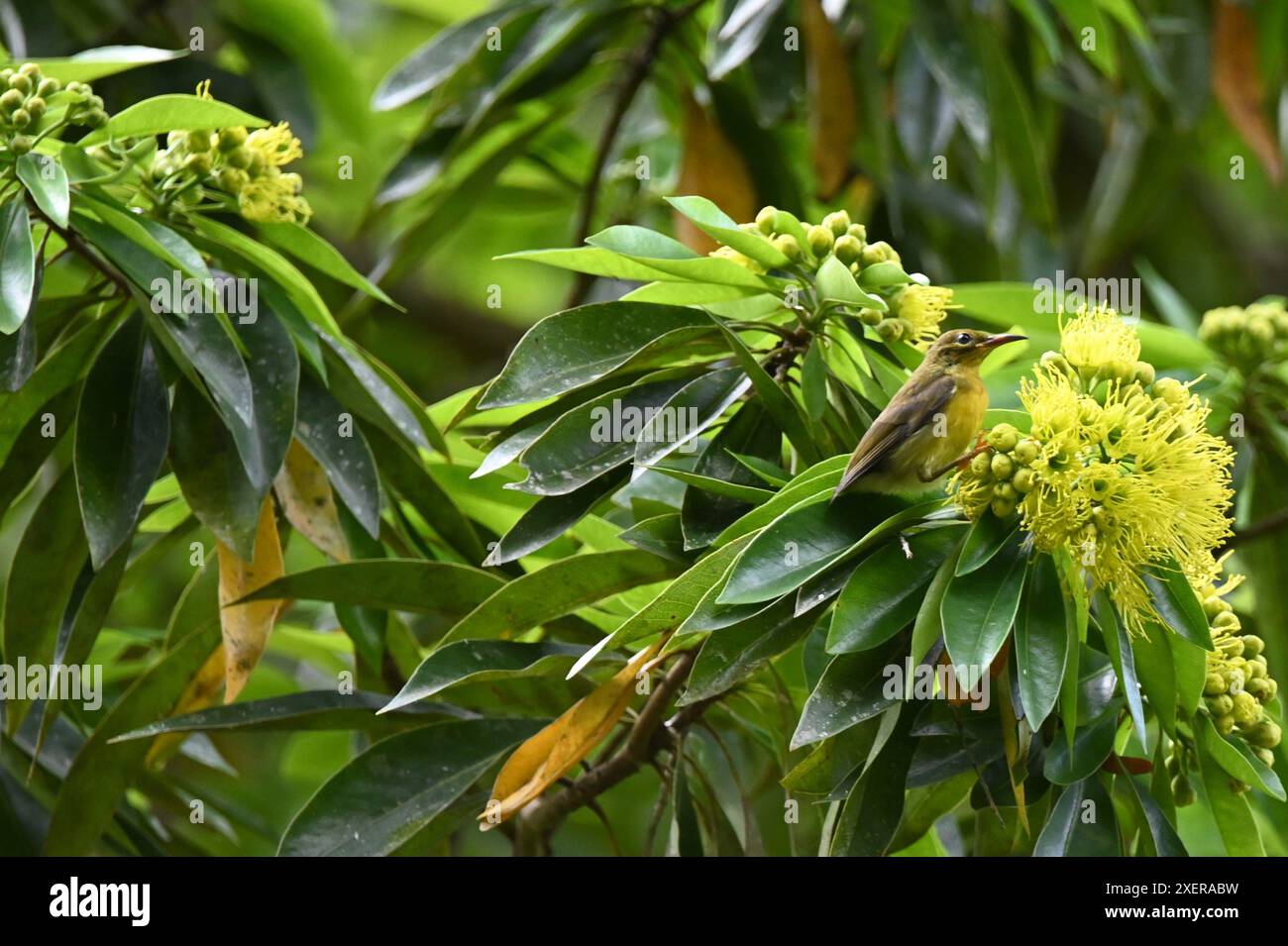 Rinoceronte Hornbill che dà da mangiare ai frutti Dabai Foto Stock