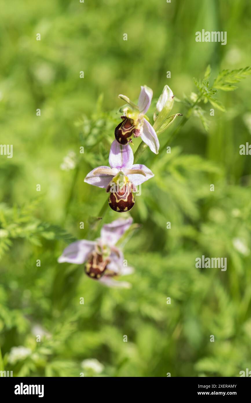 Orchidea di api in fiore (Ophrys apifera) Foto Stock
