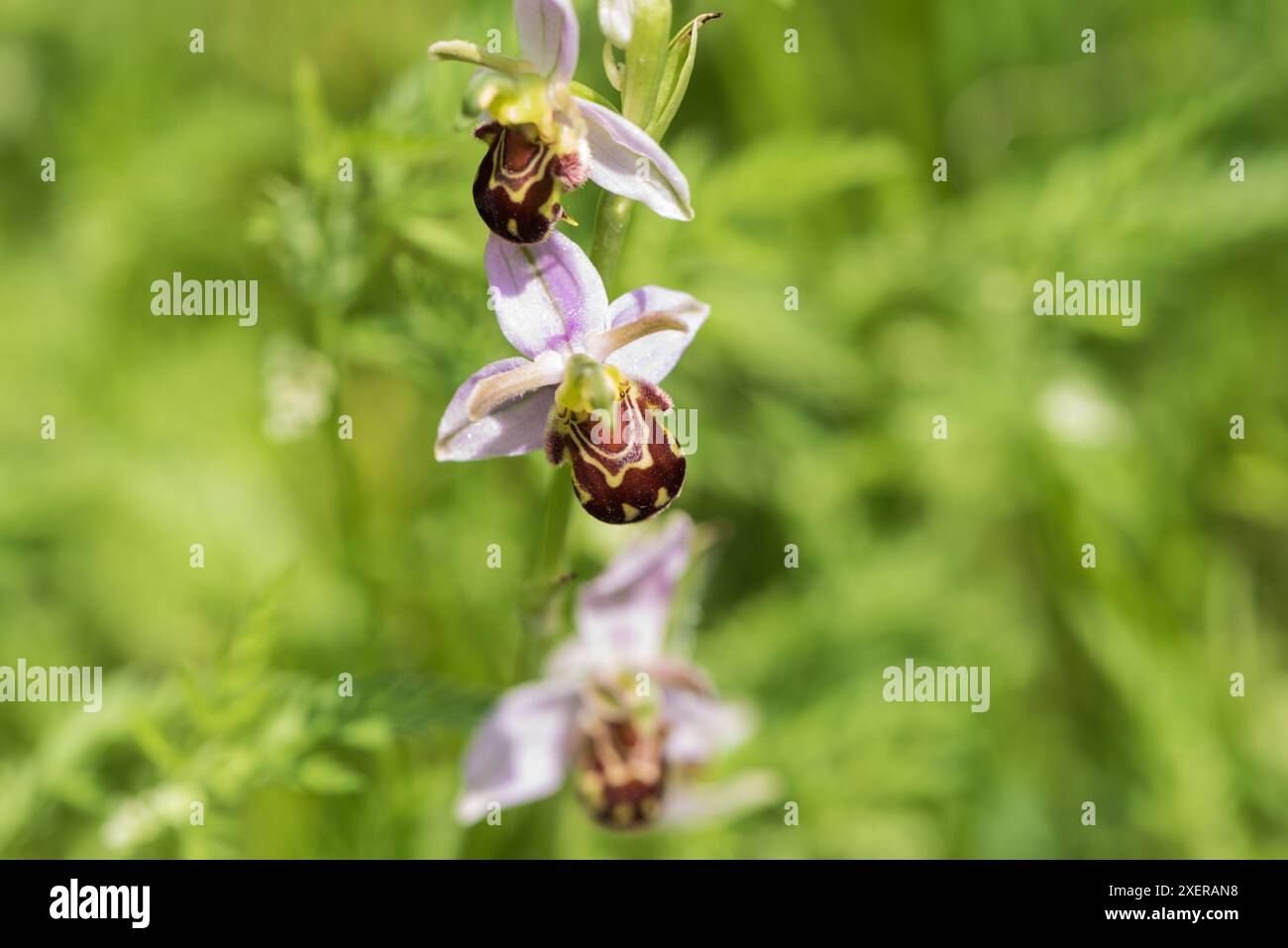 Orchidea di api in fiore (Ophrys apifera) Foto Stock