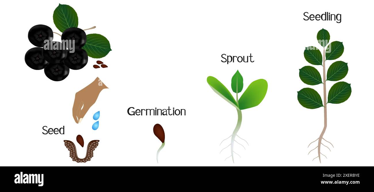 Sequenza di un cespuglio di cioccolato nero (Aronia melanocarpa) che cresce isolato su bianco. Illustrazione Vettoriale