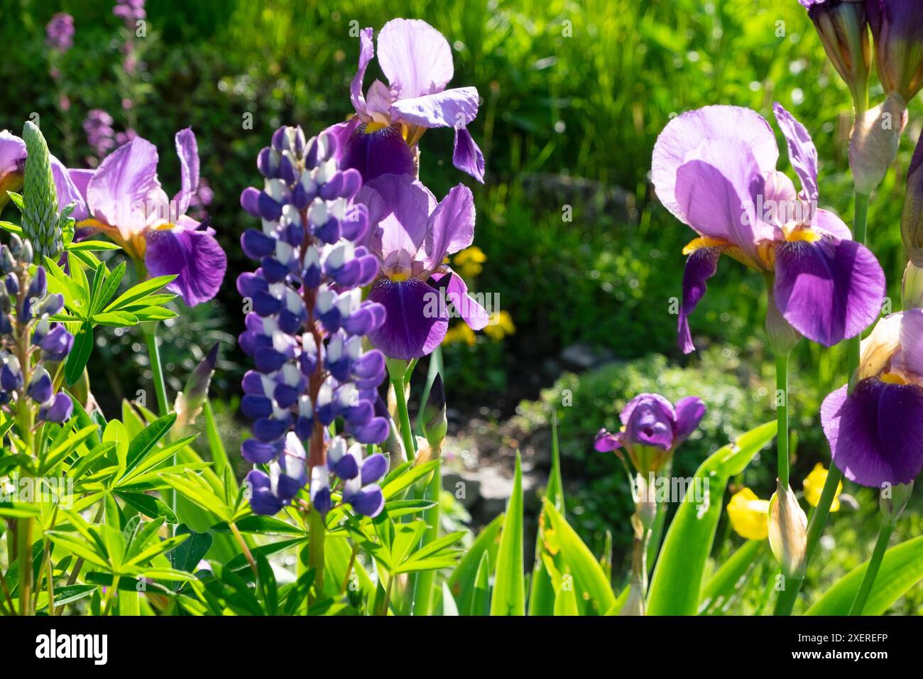 Iris viola e lupino viola in fiore nel giardino dei fiori di giugno Carmarthenshire Galles Regno Unito 2024 Gran Bretagna KATHY DEWITT Foto Stock