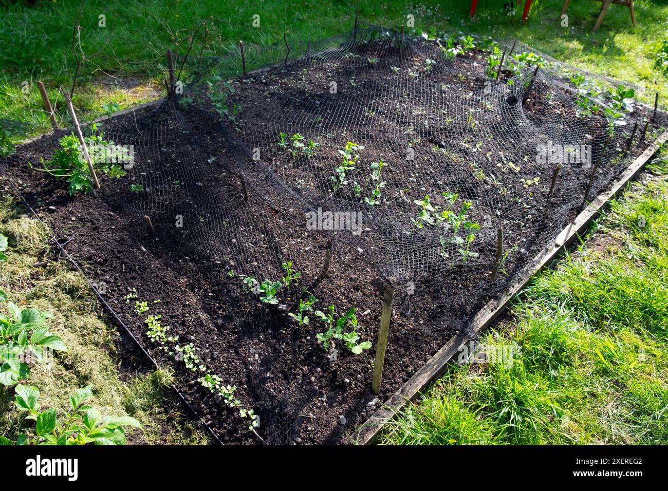 Rete nera allungata su un letto rialzato coltivando piantine in un giardino primaverile nel Carmarthenshire Galles Regno Unito maggio 2024 KATHY DEWITT Foto Stock