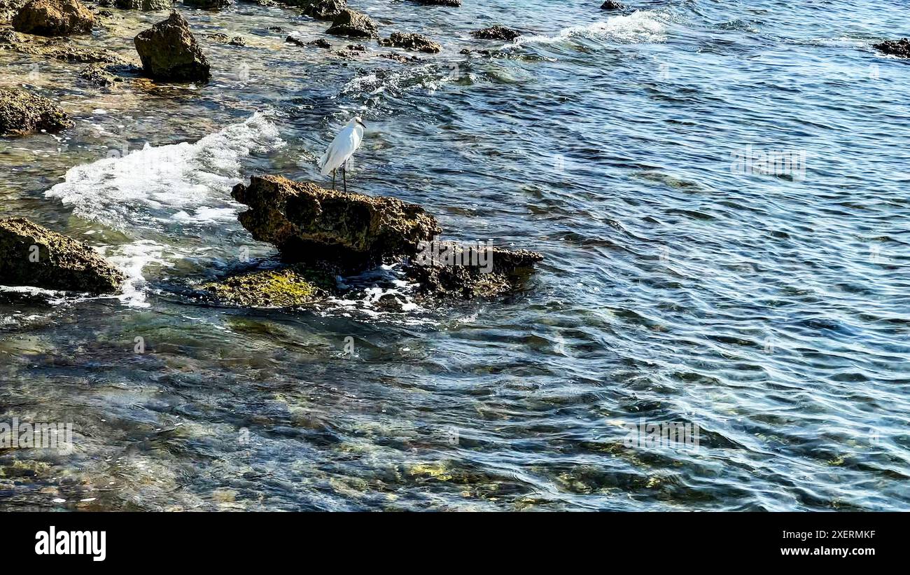 Uccelli acquatici che riposano su una roccia sopra il mare, dove può riposare, bere acqua, pescare e mangiare pesce o prendere il volo sbattendo le ali. Foto Stock