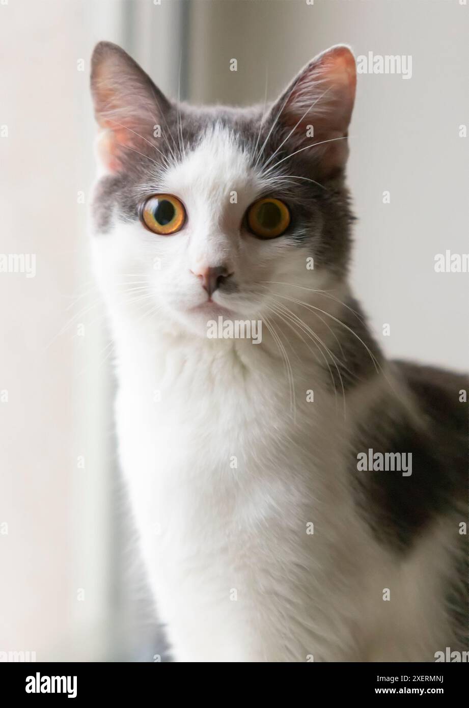 Ritratto di un bellissimo gatto bianco-grigio con grandi occhi gialli e ambrati. Il gatto si siede su uno sfondo bianco. Uno sguardo attento. Foto Stock
