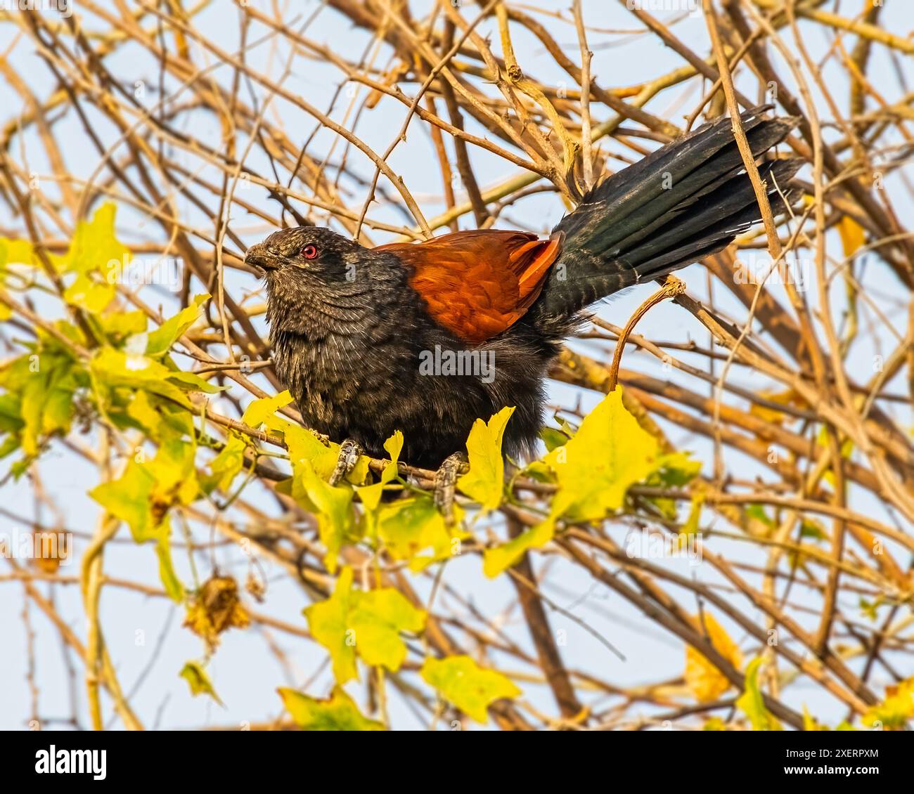 Un grande Coucal pronto a decollare Foto Stock