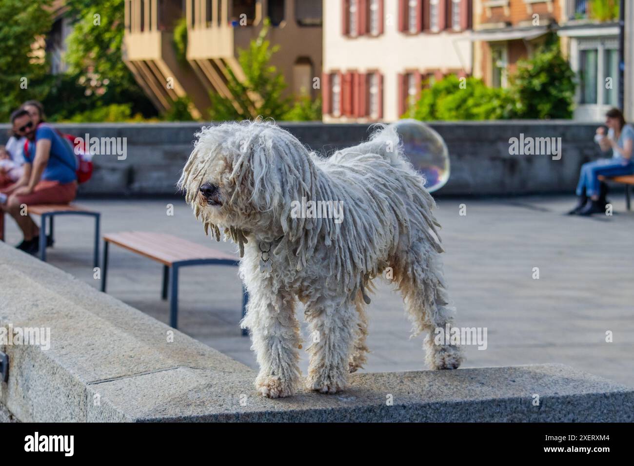 Un cane bianco con i capelli lunghi è in piedi su una sporgenza. Il cane sembra guardare qualcosa in lontananza Foto Stock