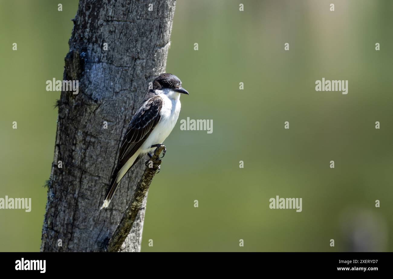 Primo piano di Eastern Kingbird appollaiato su un ceppo di alberi in una palude del Quebec, Canada Foto Stock