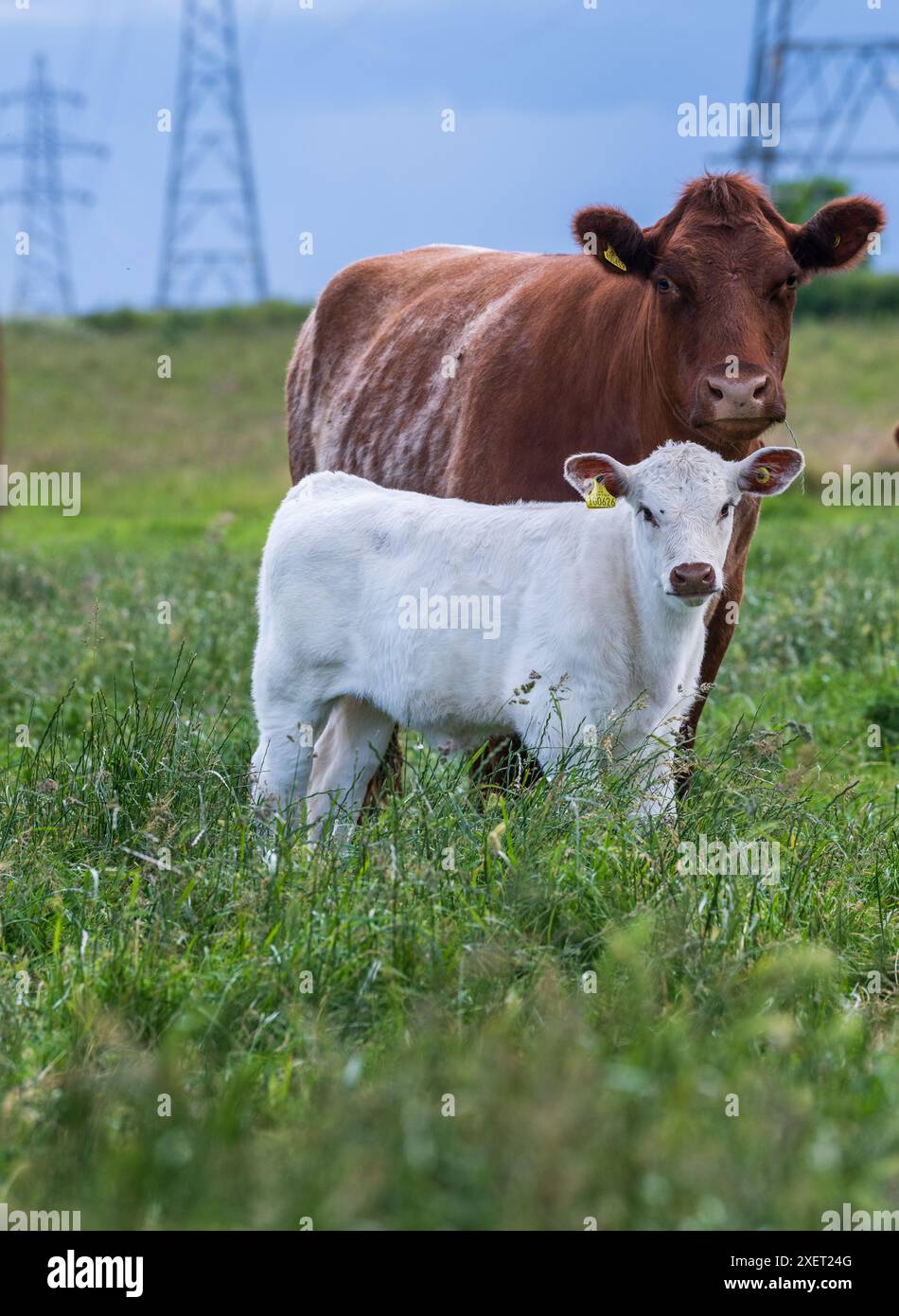 Mucca Shorthorn di manzo color roan con un vitello bianco puro ai piedi. Peterborough, Regno Unito Foto Stock
