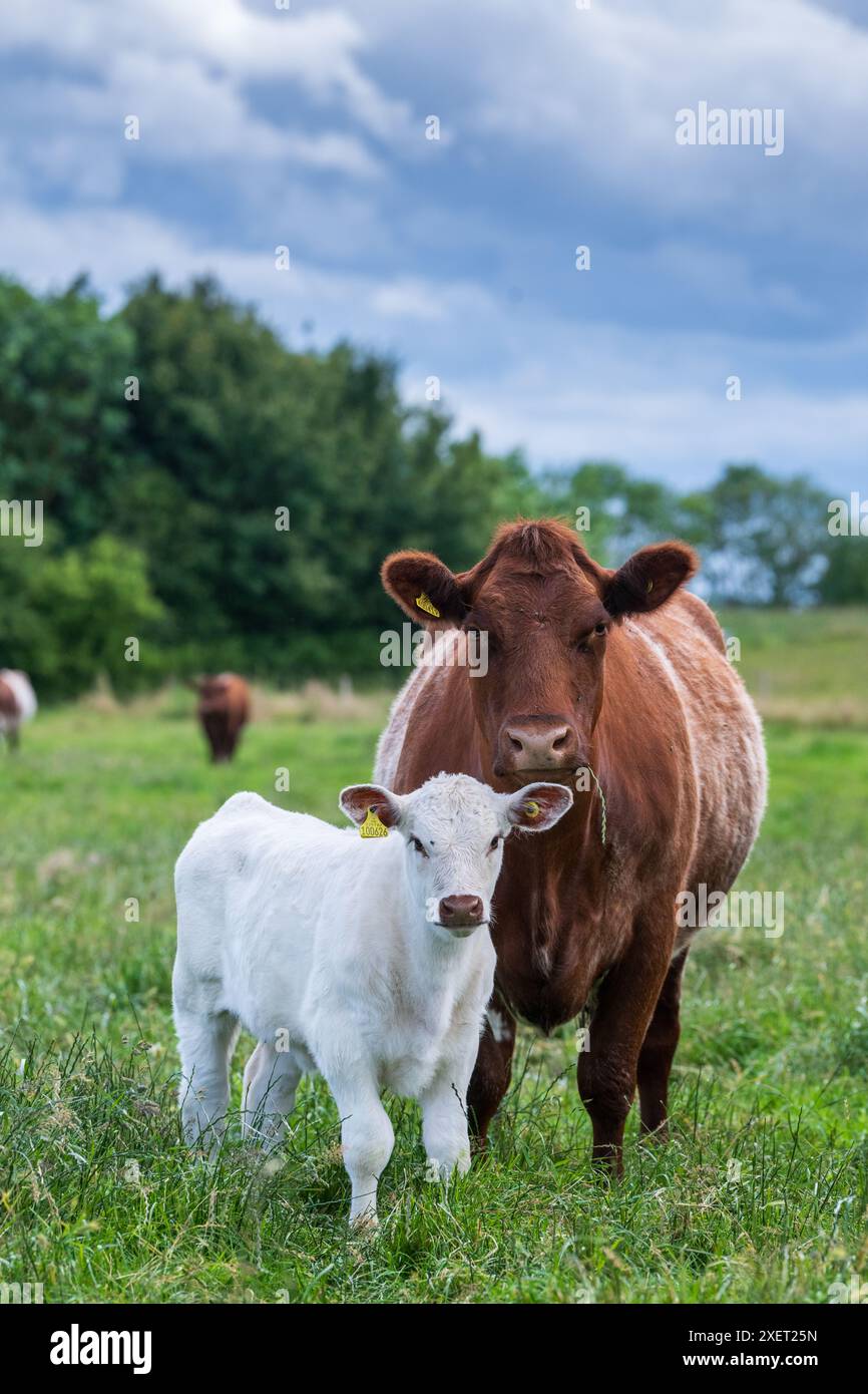 Mucca Shorthorn di manzo color roan con un vitello bianco puro ai piedi. Peterborough, Regno Unito Foto Stock