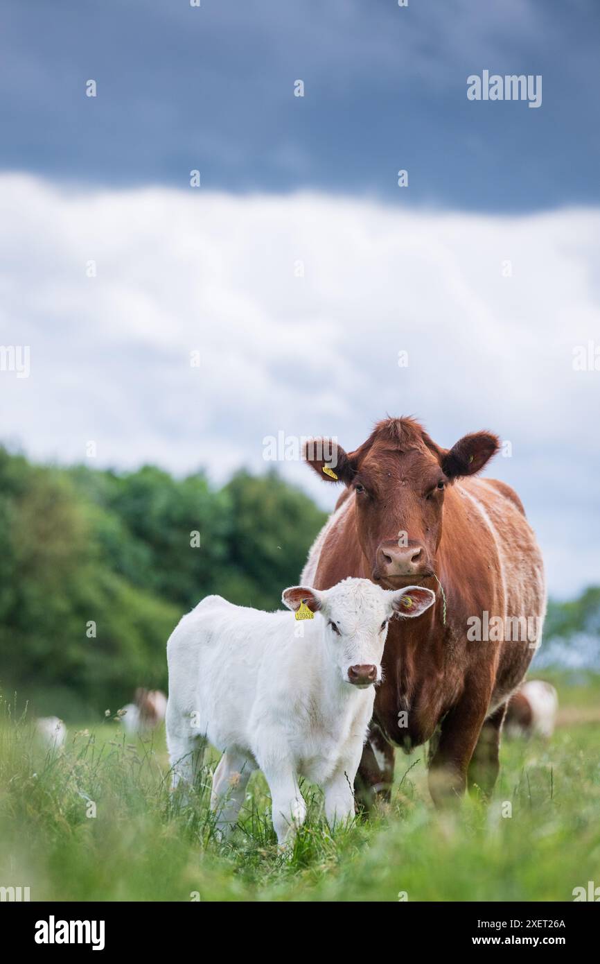 Mucca Shorthorn di manzo color roan con un vitello bianco puro ai piedi. Peterborough, Regno Unito Foto Stock