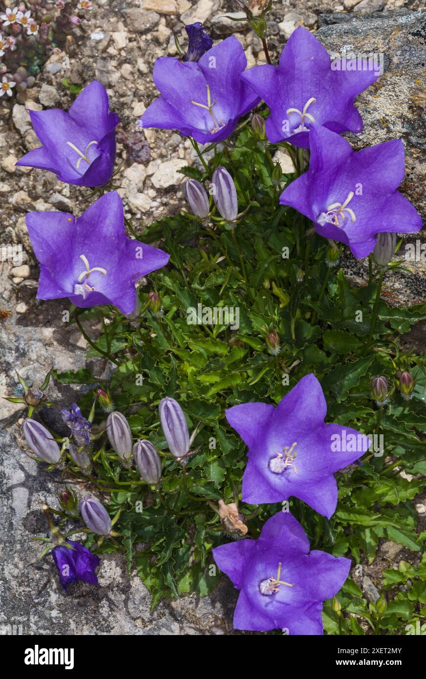 Campanula bellidifolia (famiglia: Campanulaceae). Caucaso. Foto Stock