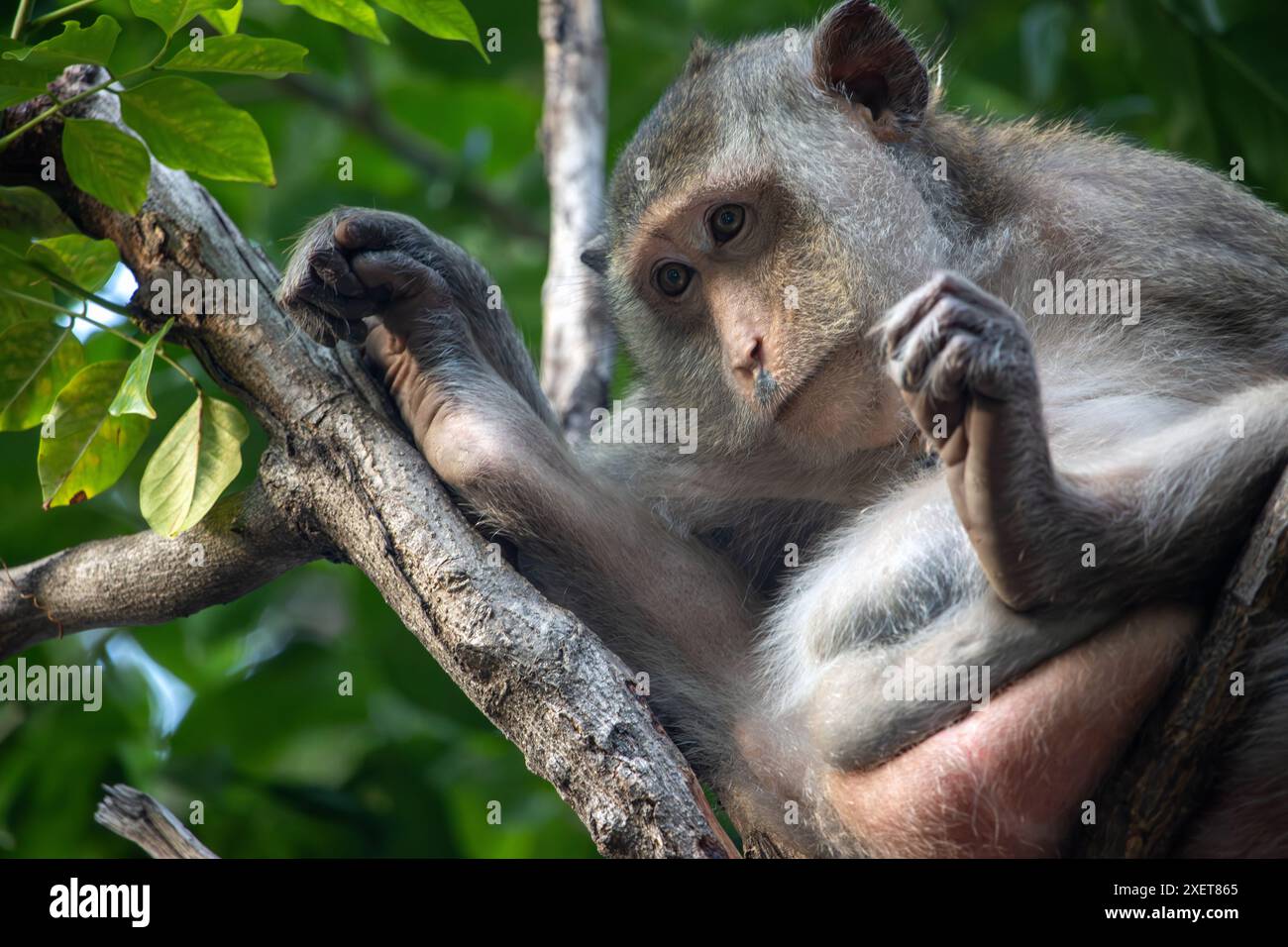 Un macaco si trova tra i rami di un albero e osserva i dintorni, la Thailandia Foto Stock