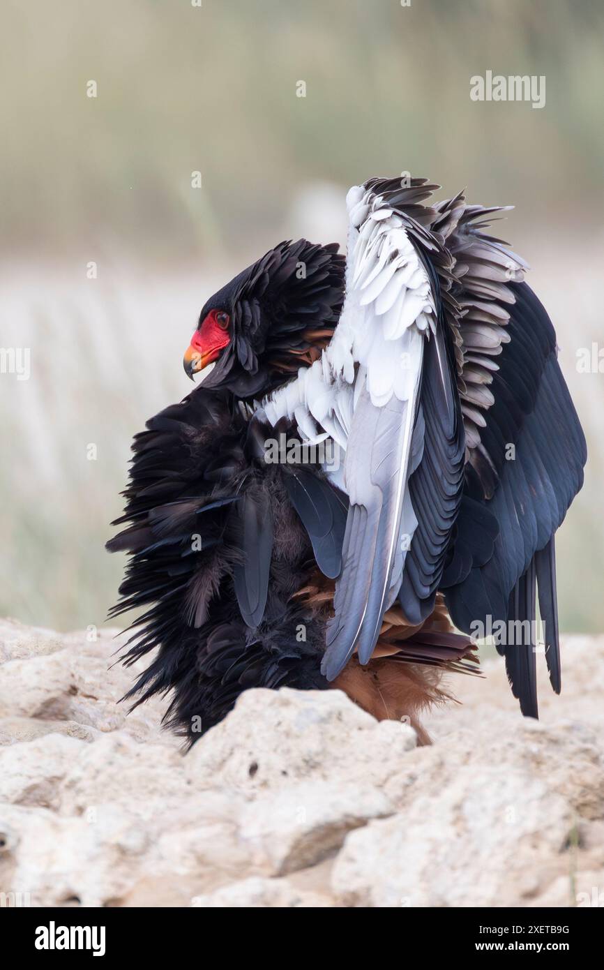 Bateleur Eagle (Terathopius ecaudatus) in posa difensiva presso il Waterhole, Kgalagadi Transborder Park, Kalahari, Sudafrica Foto Stock