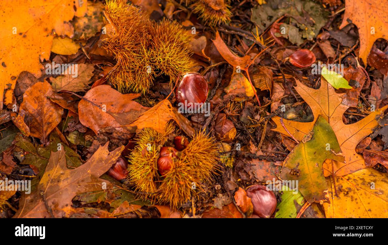 Primo piano di castagne e foglie sul fondo della foresta. Informazioni generali sul concetto autunnale Foto Stock