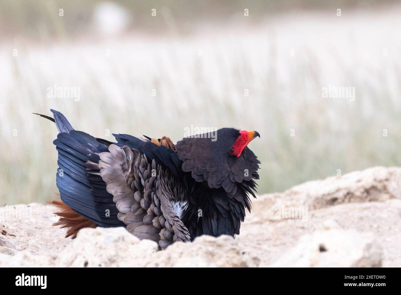 Bateleur Eagle male (Terathopius ecaudatus) che tiene d'occhio il cielo mentre beve alla sorgente, Kgalagadi Transborder Park, Kalahari, ecc. Foto Stock