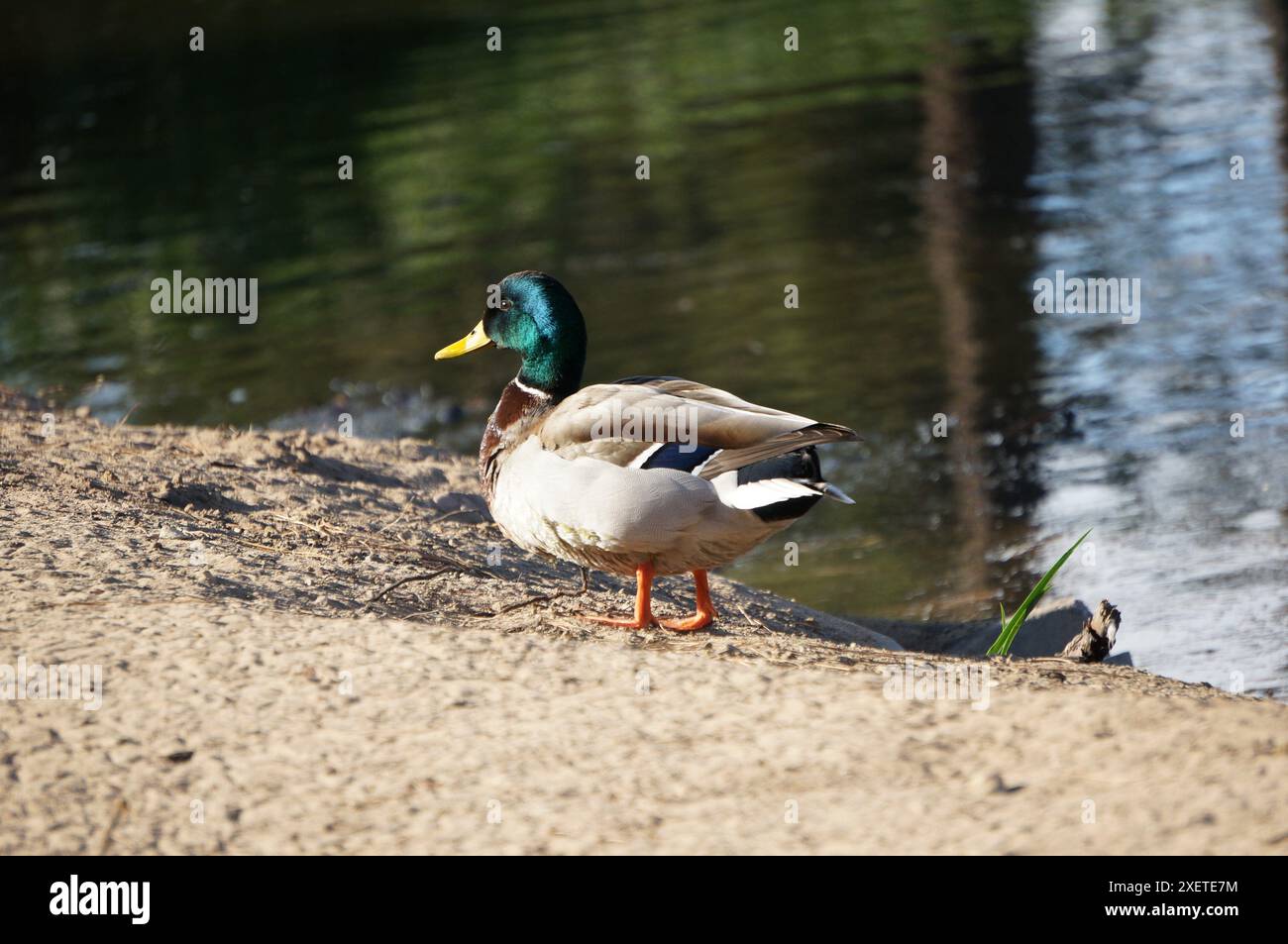 Anatra al Waller Park di Santa Maria, California Foto Stock