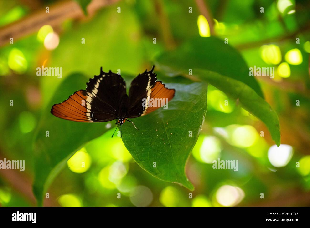 Siproeta epaphus, la pagina arrugginita o siproeta marrone, è una farfalla del nuovo mondo che vive tutto l'anno in habitat tropicali, Spirogyra Butterfly Gard Foto Stock