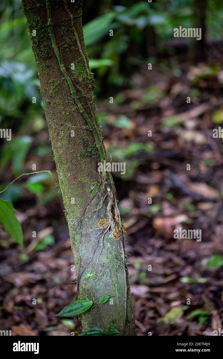 Piccolo serpente su un albero, Parco Nazionale del Vulcano Arenal, Costa Rica, America centrale Foto Stock