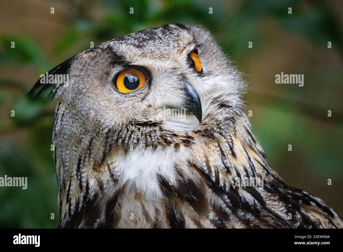 Suprimente Eagle-Owl Face Foto Stock